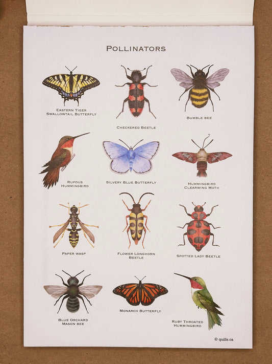 Coffret de cartes postales à l'aquarelle | Pollinisateurs