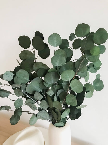 Silver Dollar Eucalyptus | Dried Flower Bundle