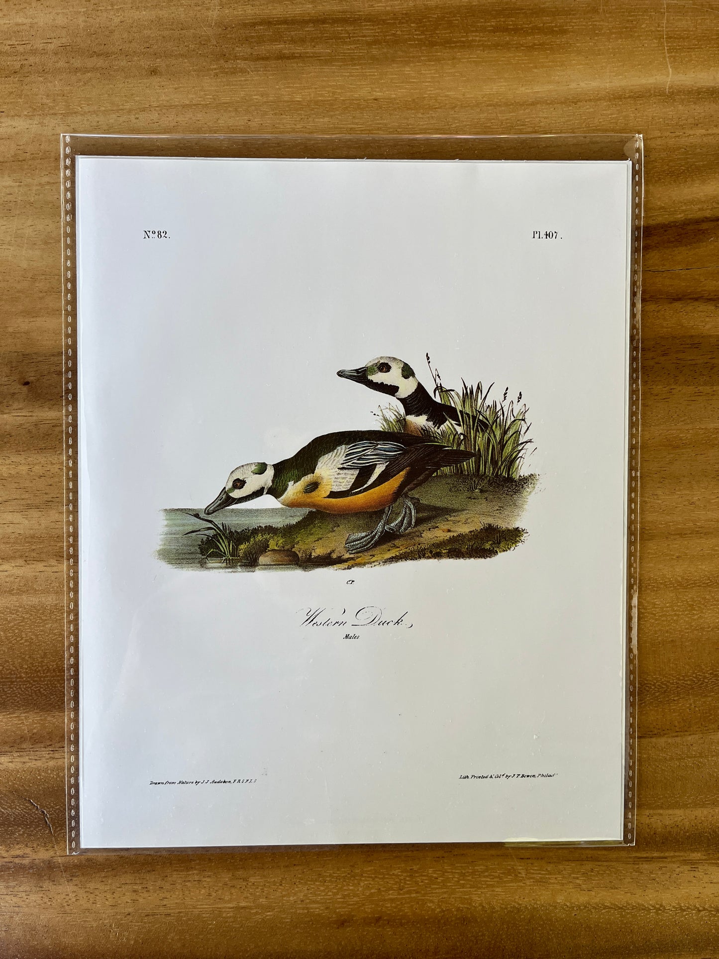 Vintage Audubon Bird Prints – Ducks & Waterfowl Collection