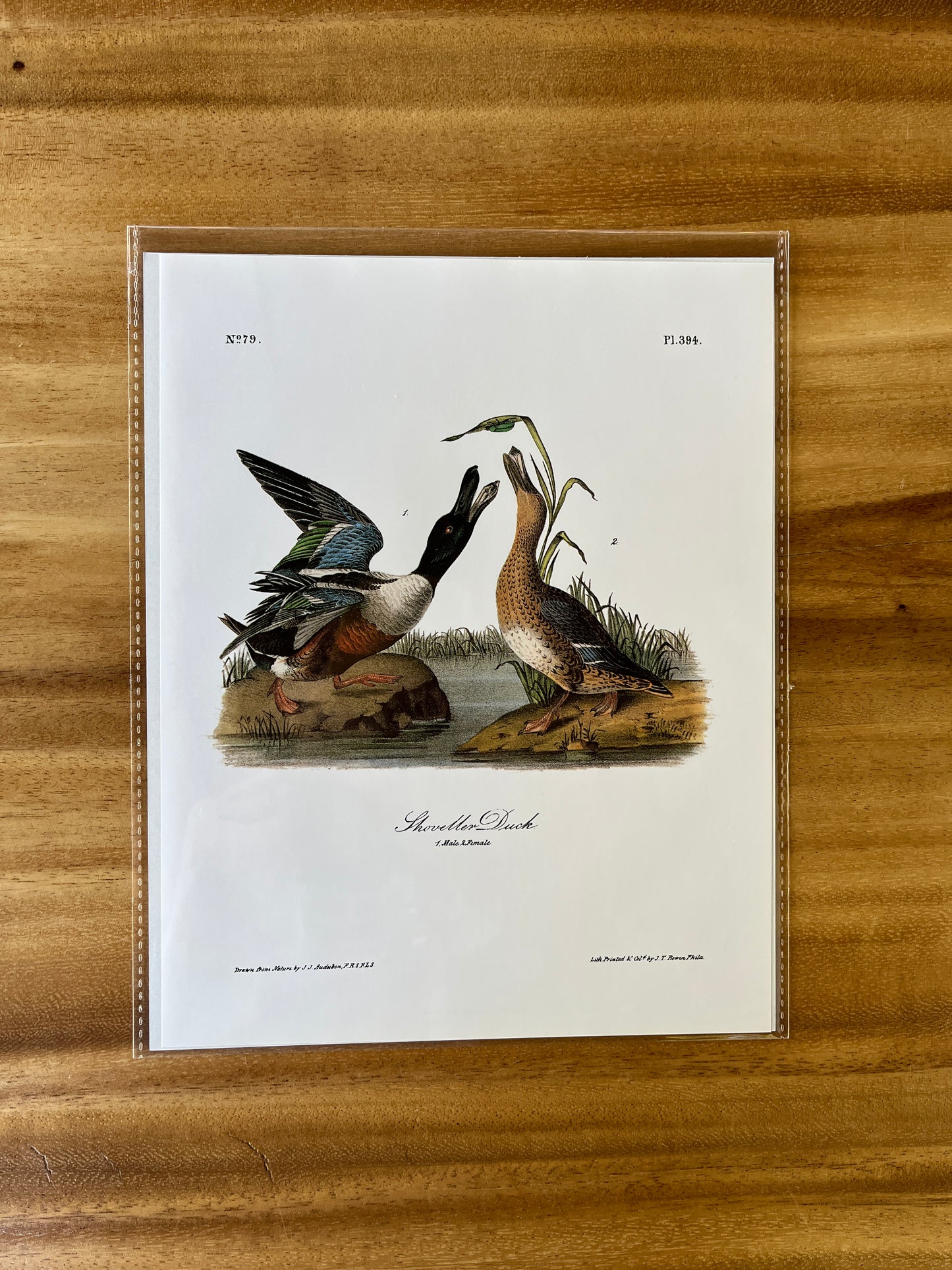 Vintage Audubon Bird Prints – Ducks & Waterfowl Collection
