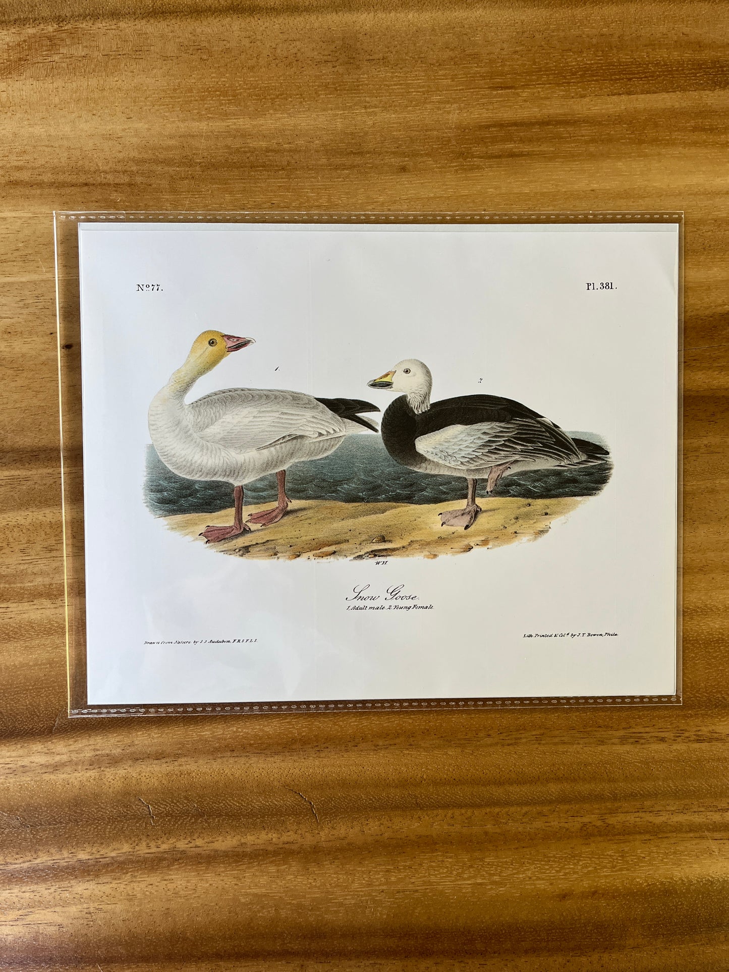 Vintage Audubon Bird Prints – Ducks & Waterfowl Collection