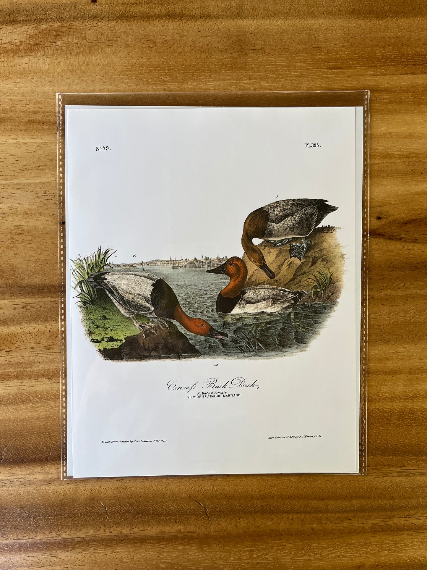 Vintage Audubon Bird Prints – Ducks & Waterfowl Collection