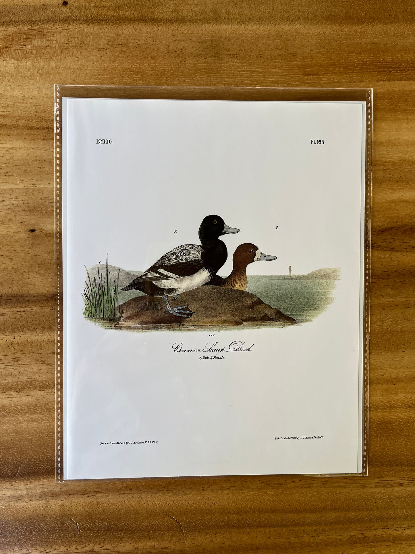 Vintage Audubon Bird Prints – Ducks & Waterfowl Collection