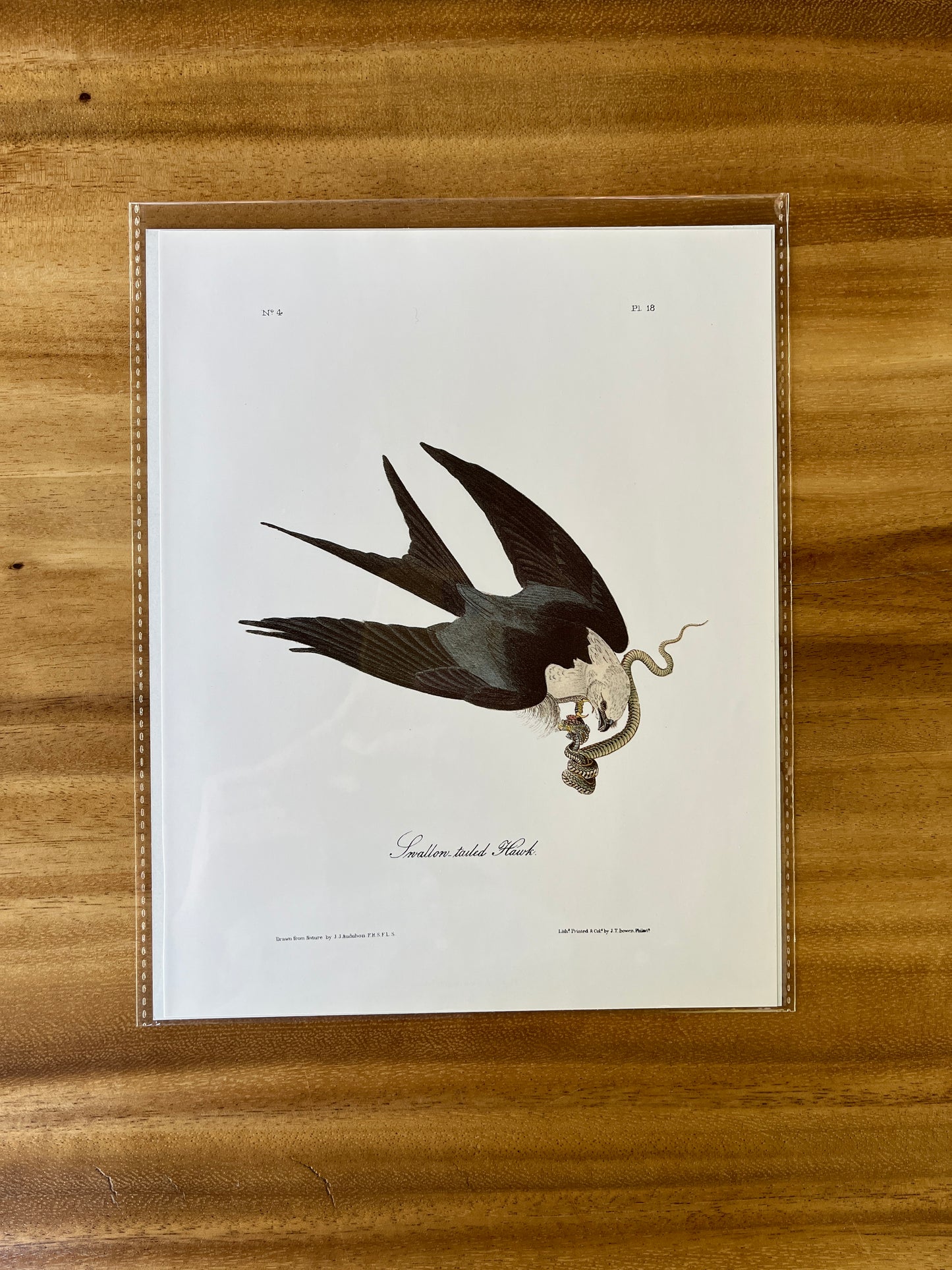 Vintage Audubon Bird Prints – Birds of Prey Collection