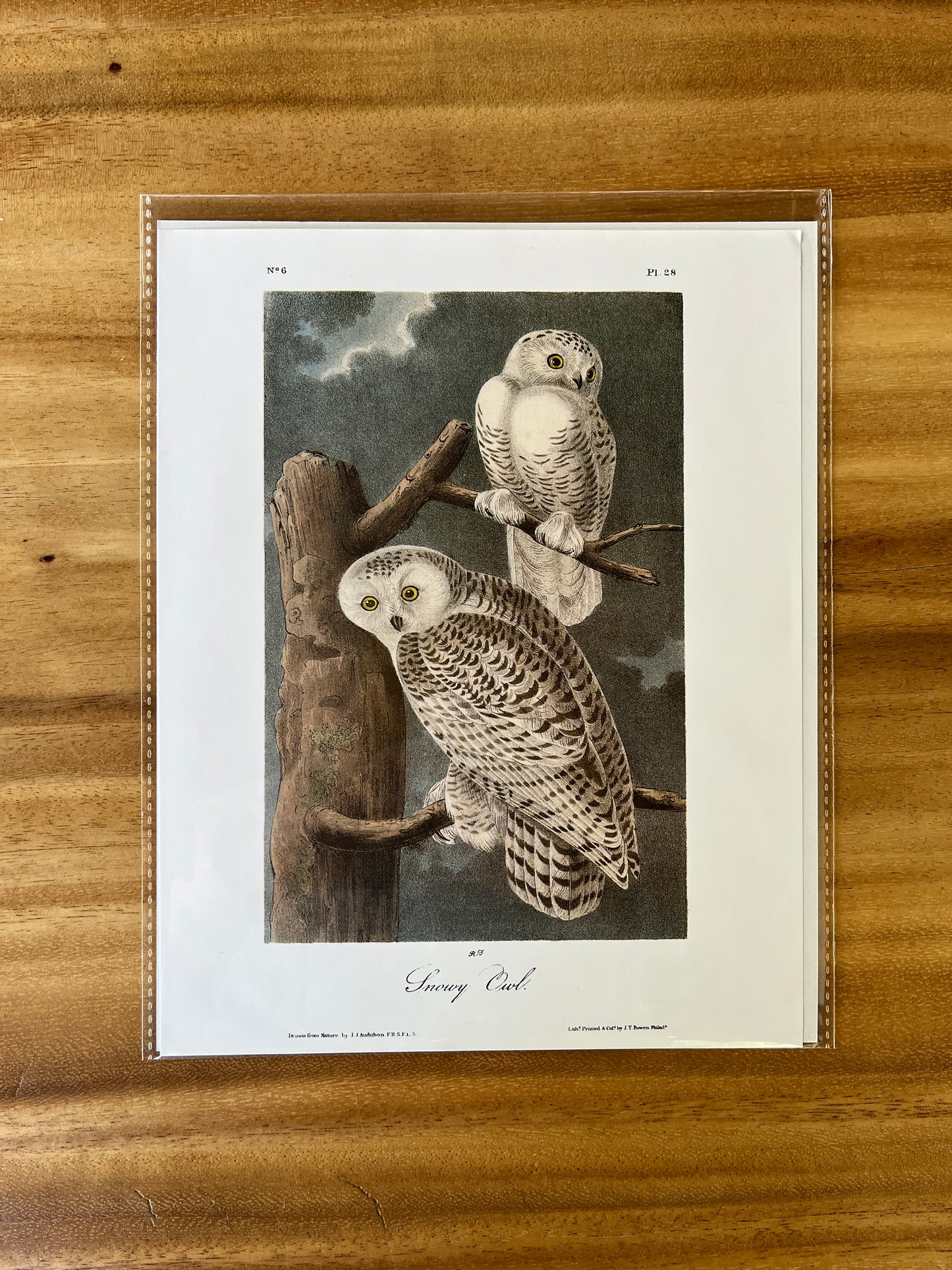 Vintage Audubon Bird Prints – Birds of Prey Collection