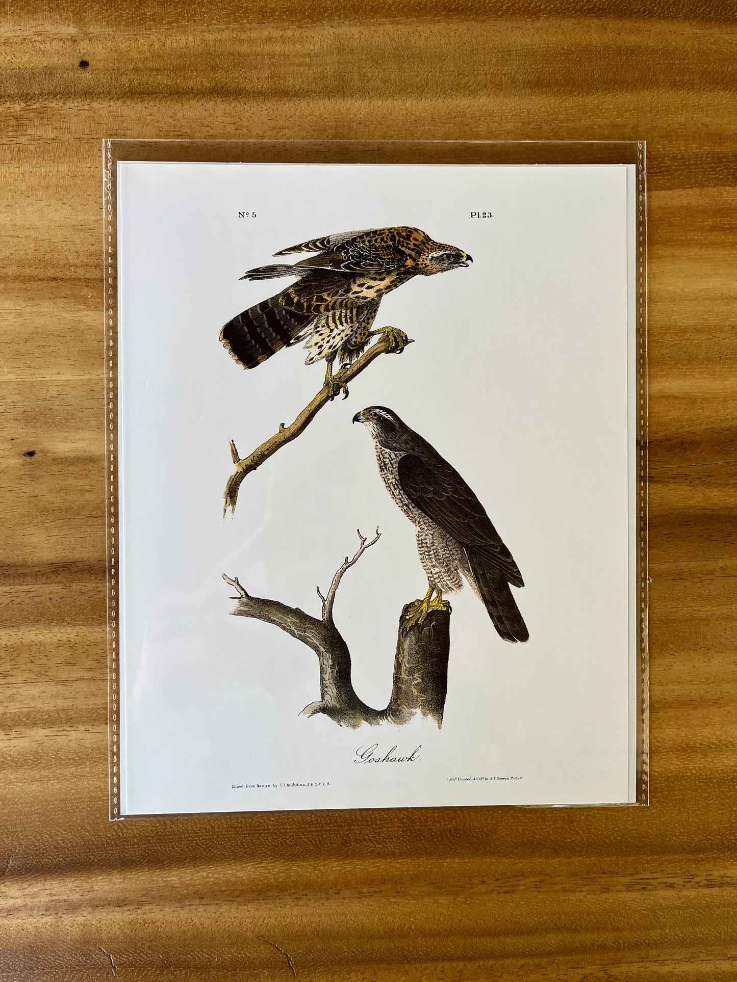 Vintage Audubon Bird Prints – Birds of Prey Collection