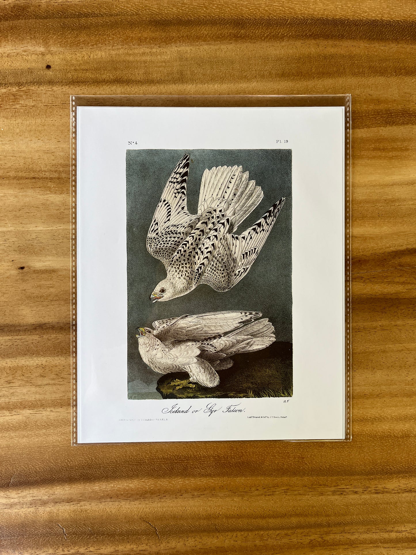 Vintage Audubon Bird Prints – Birds of Prey Collection