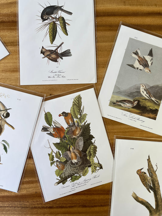 Vintage Audubon Bird Prints –  Assorted Birds Collection