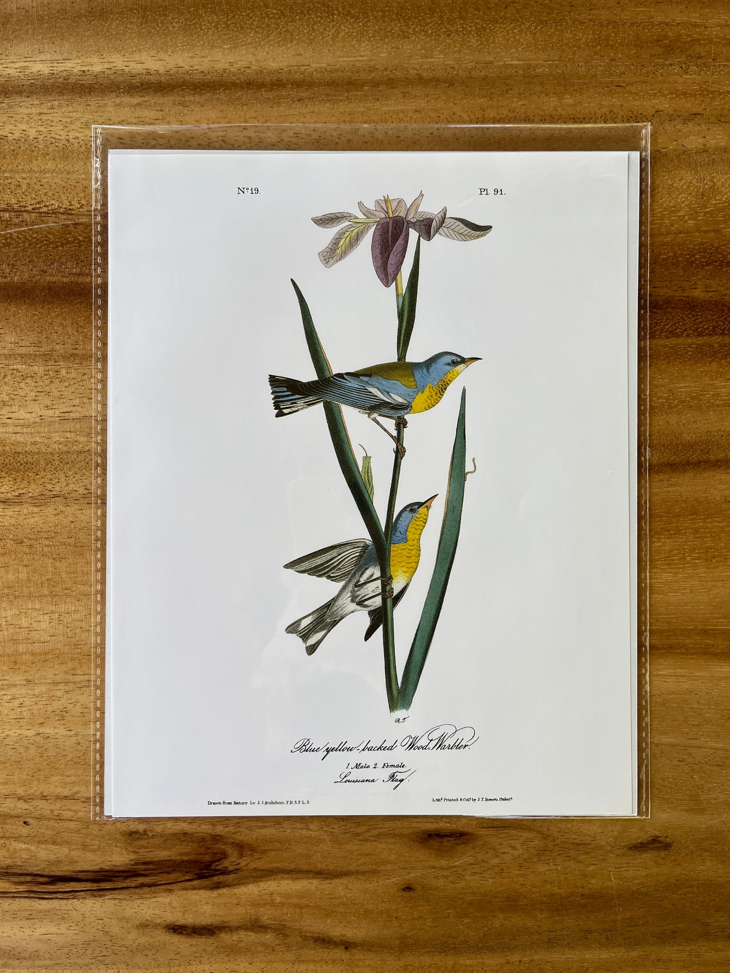 Vintage Audubon Bird Prints – Warblers & Swallows Collection