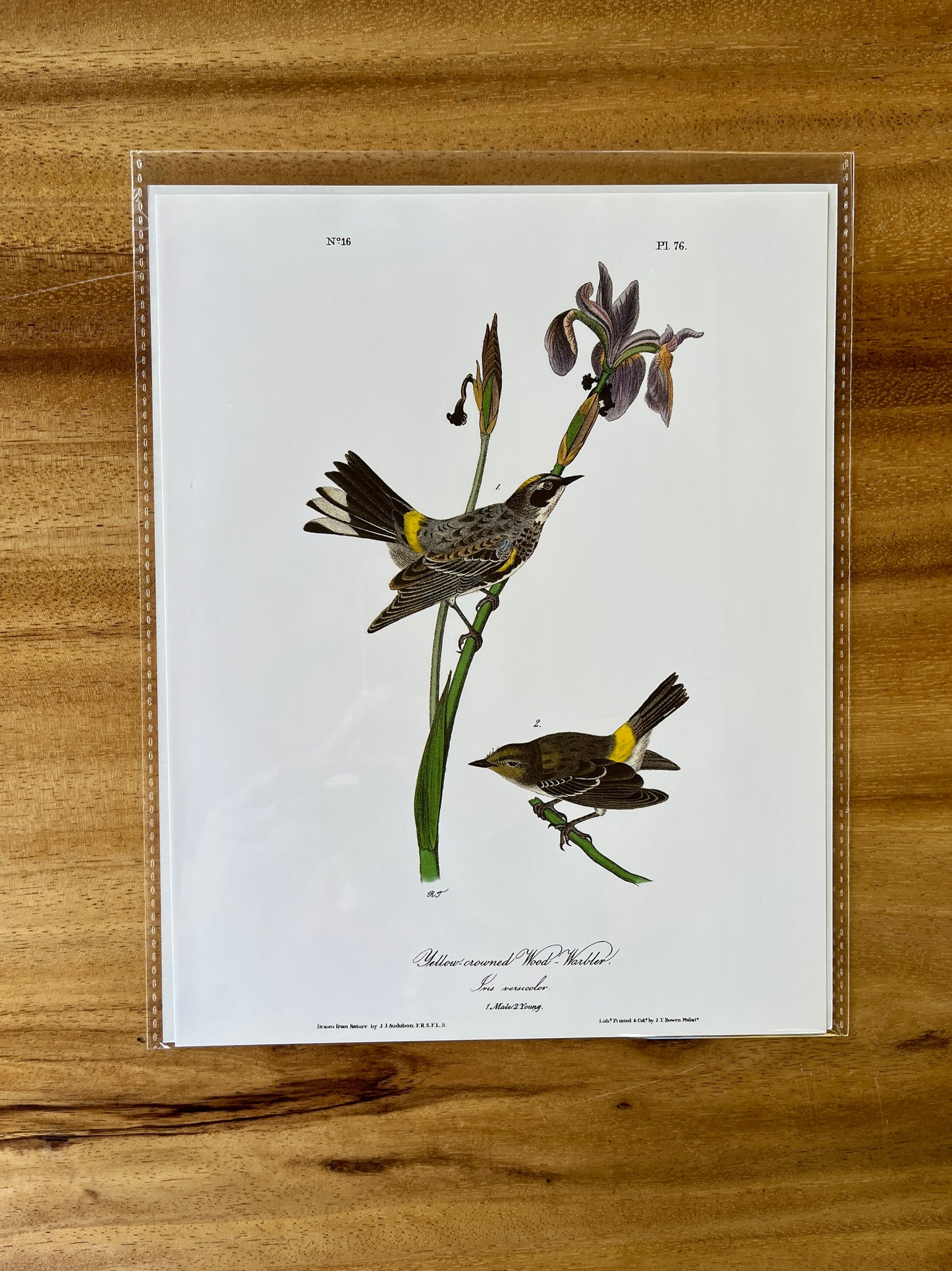 Vintage Audubon Bird Prints – Warblers & Swallows Collection