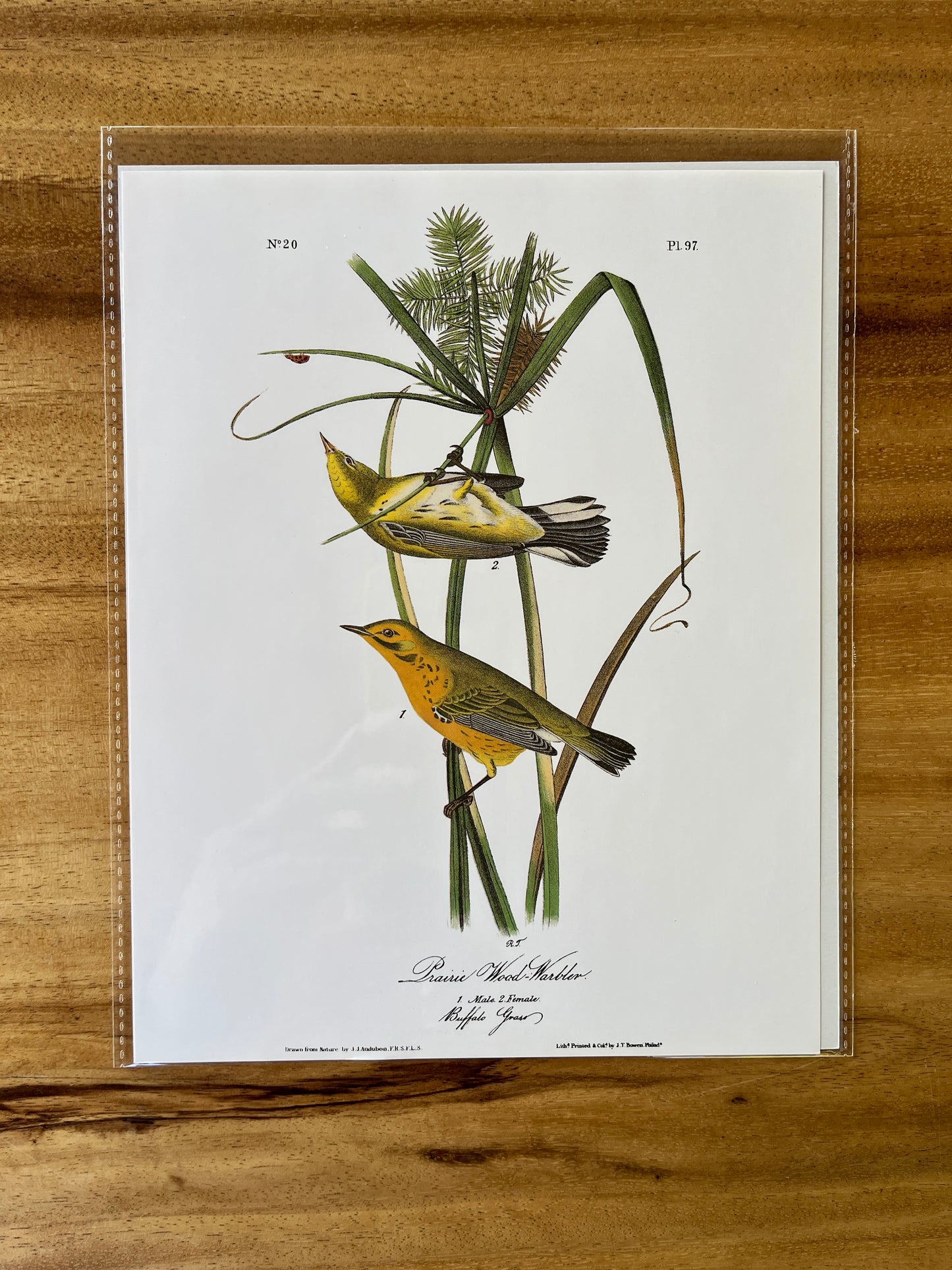 Vintage Audubon Bird Prints – Warblers & Swallows Collection