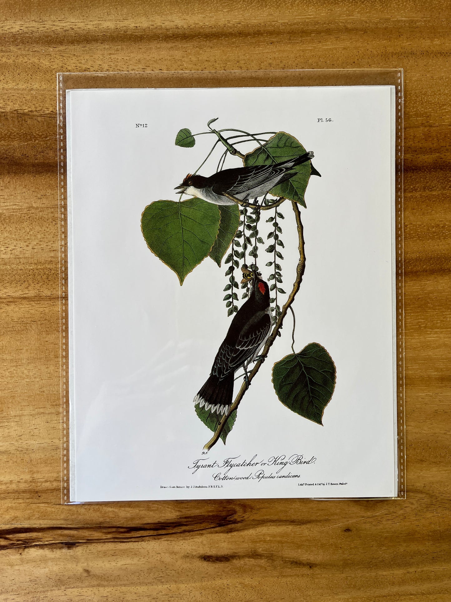 Vintage Audubon Bird Prints – Warblers & Swallows Collection