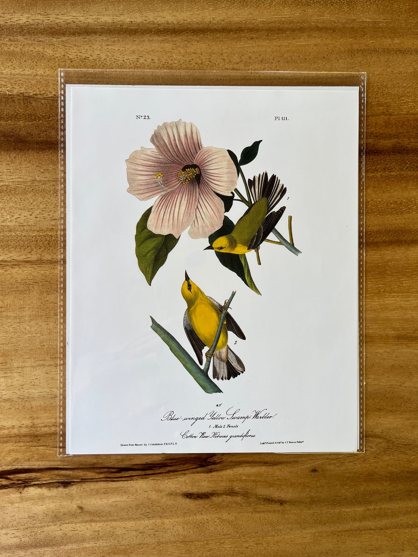 Vintage Audubon Bird Prints – Warblers & Swallows Collection
