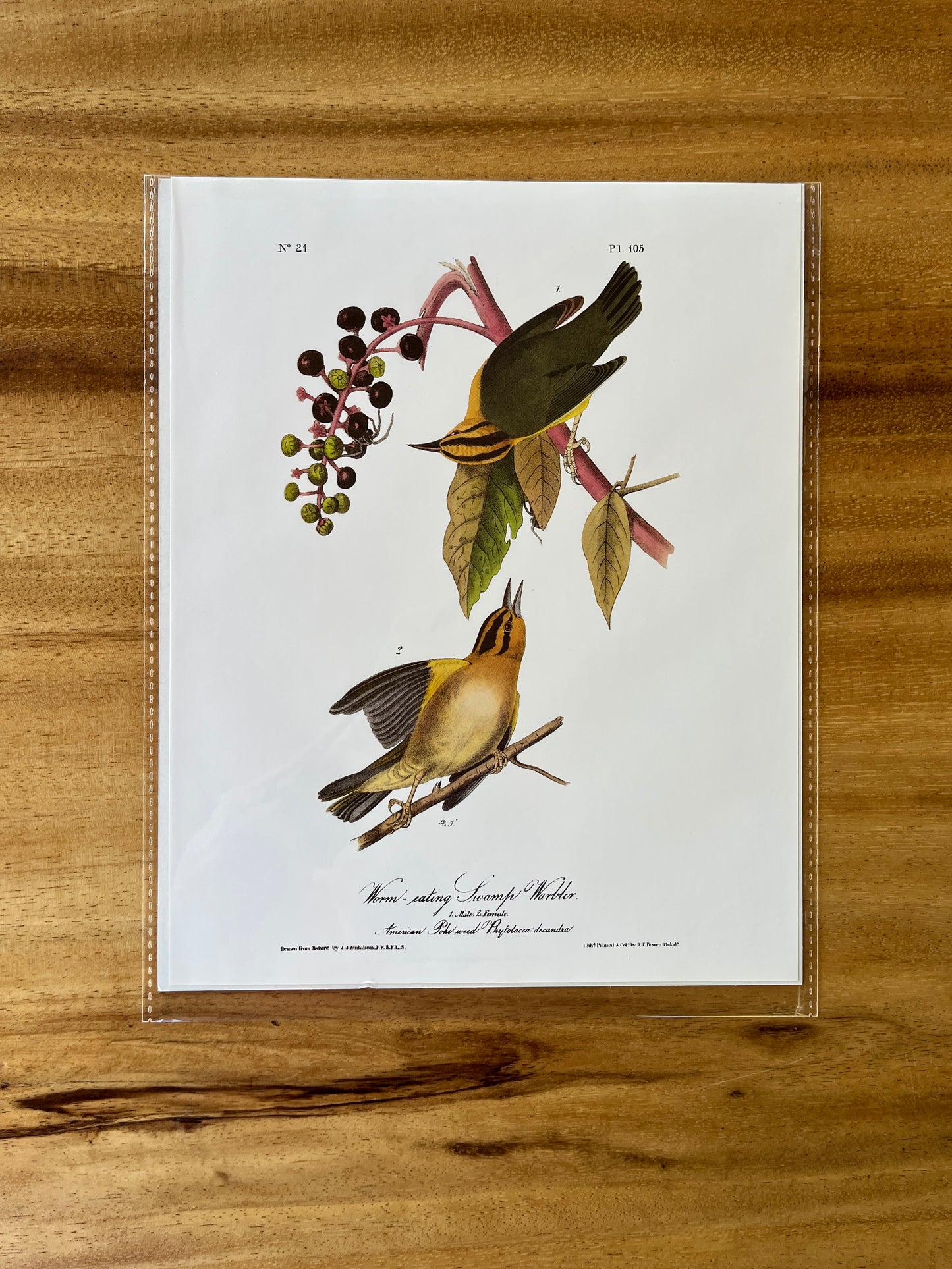 Vintage Audubon Bird Prints – Warblers & Swallows Collection