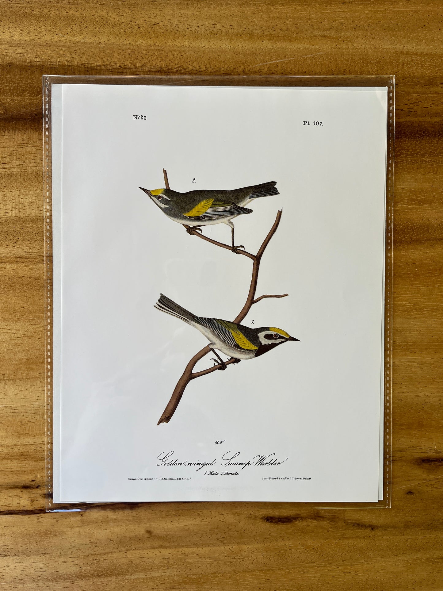 Vintage Audubon Bird Prints – Warblers & Swallows Collection