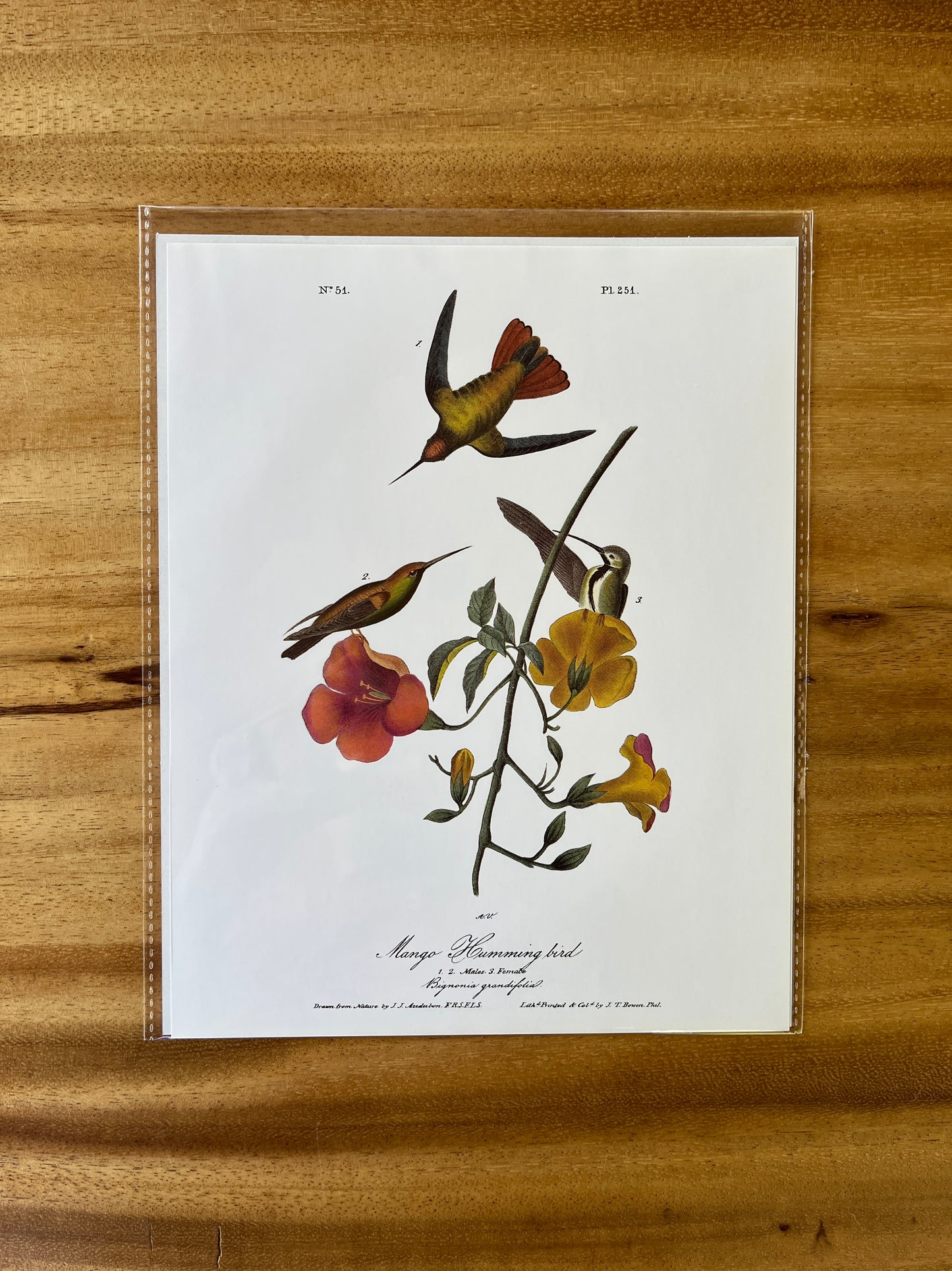 Vintage Audubon Bird Prints – Exotic Collection