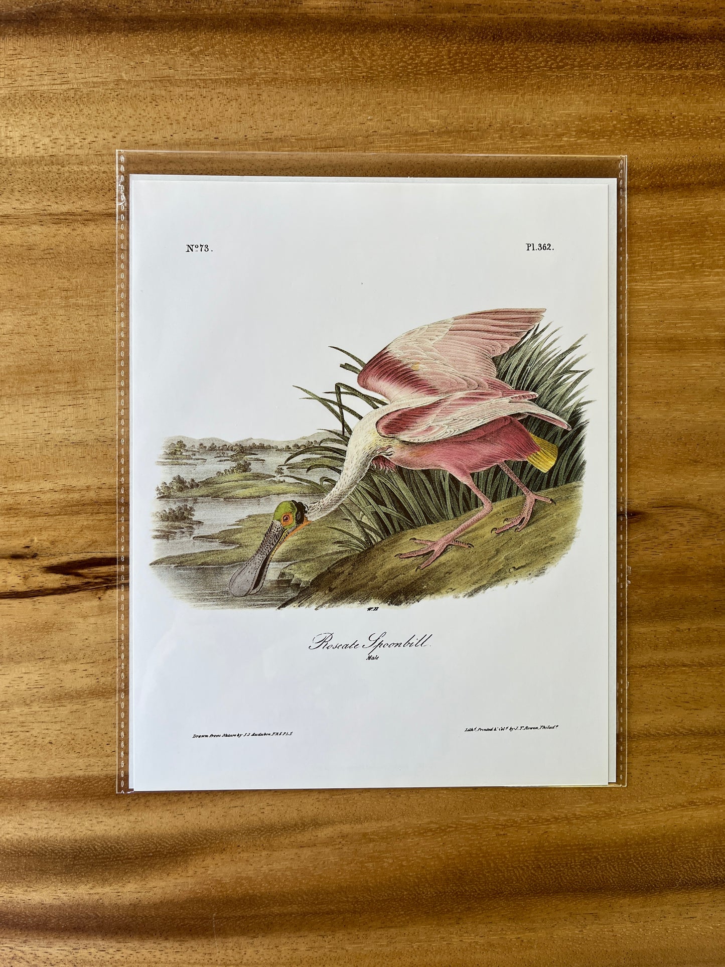 Vintage Audubon Bird Prints – Exotic Collection