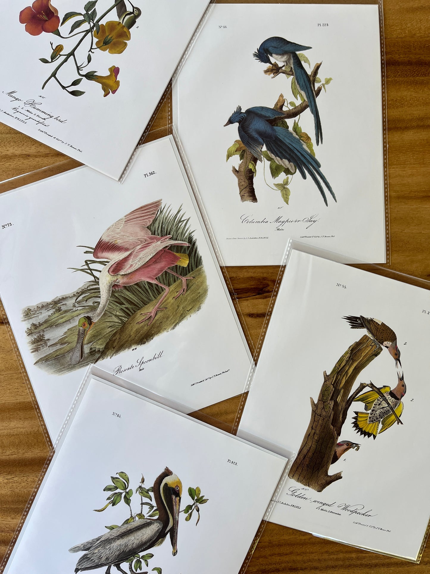 Vintage Audubon Bird Prints – Exotic Collection