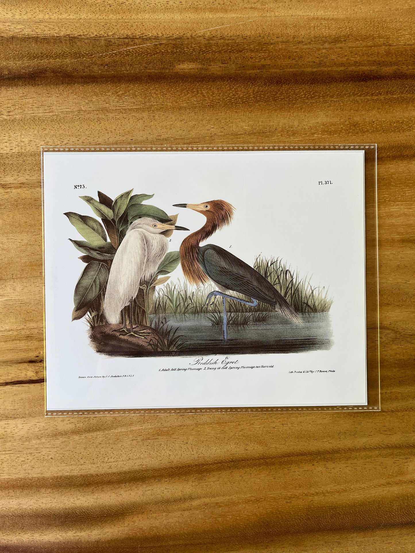 Vintage Audubon Bird Prints – Herons & Cranes Collection