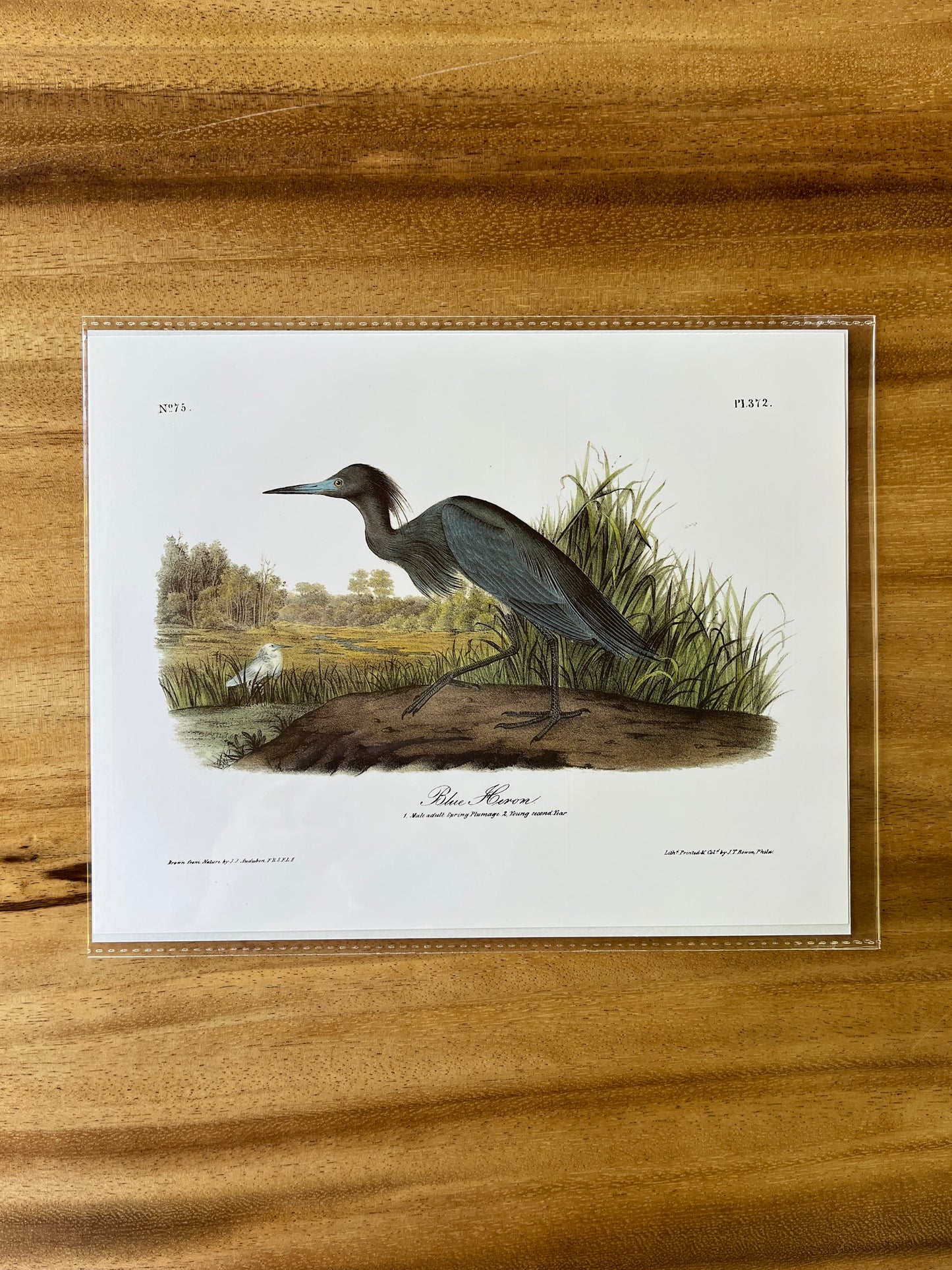 Vintage Audubon Bird Prints – Herons & Cranes Collection