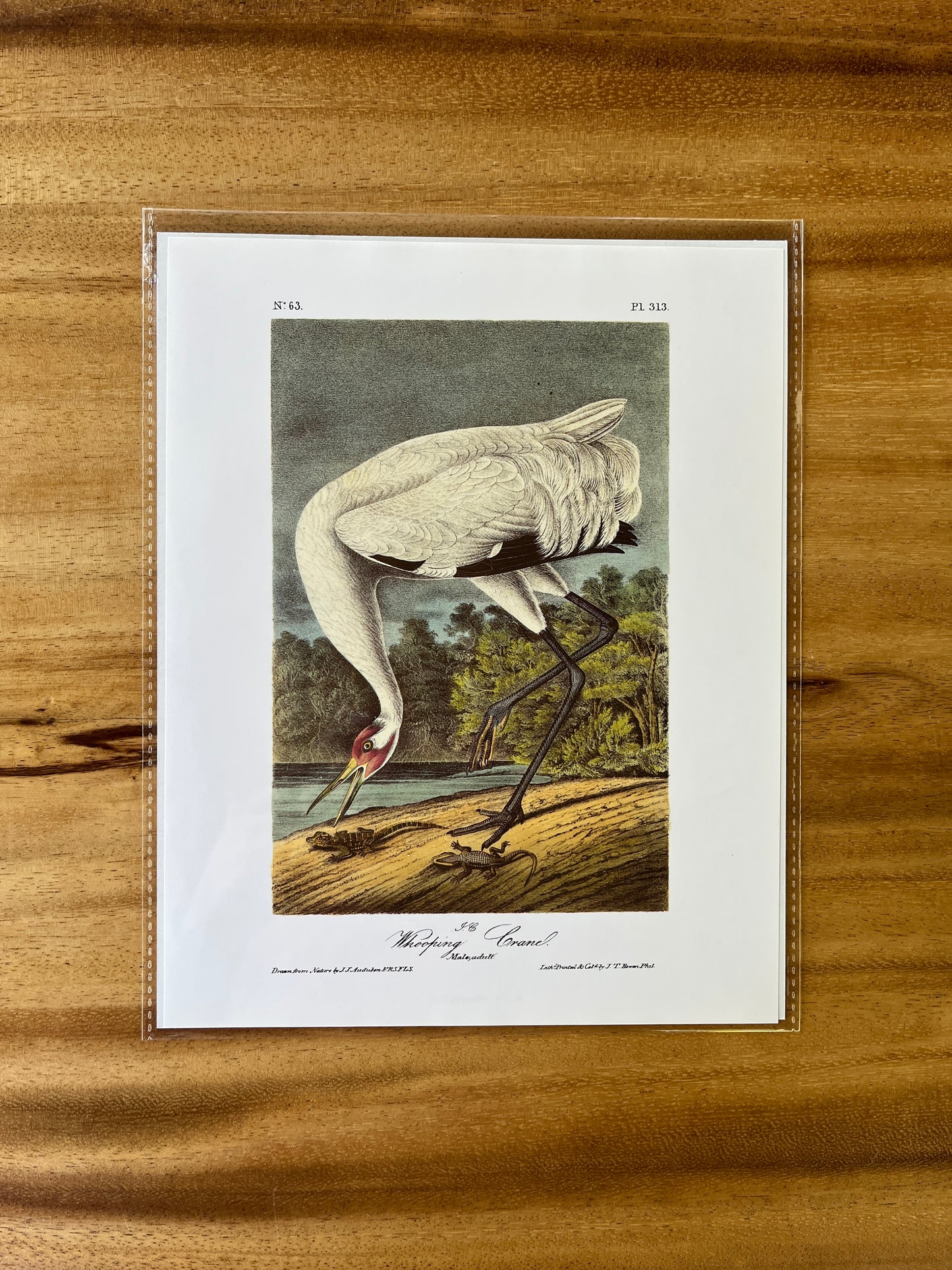 Vintage Audubon Bird Prints – Herons & Cranes Collection