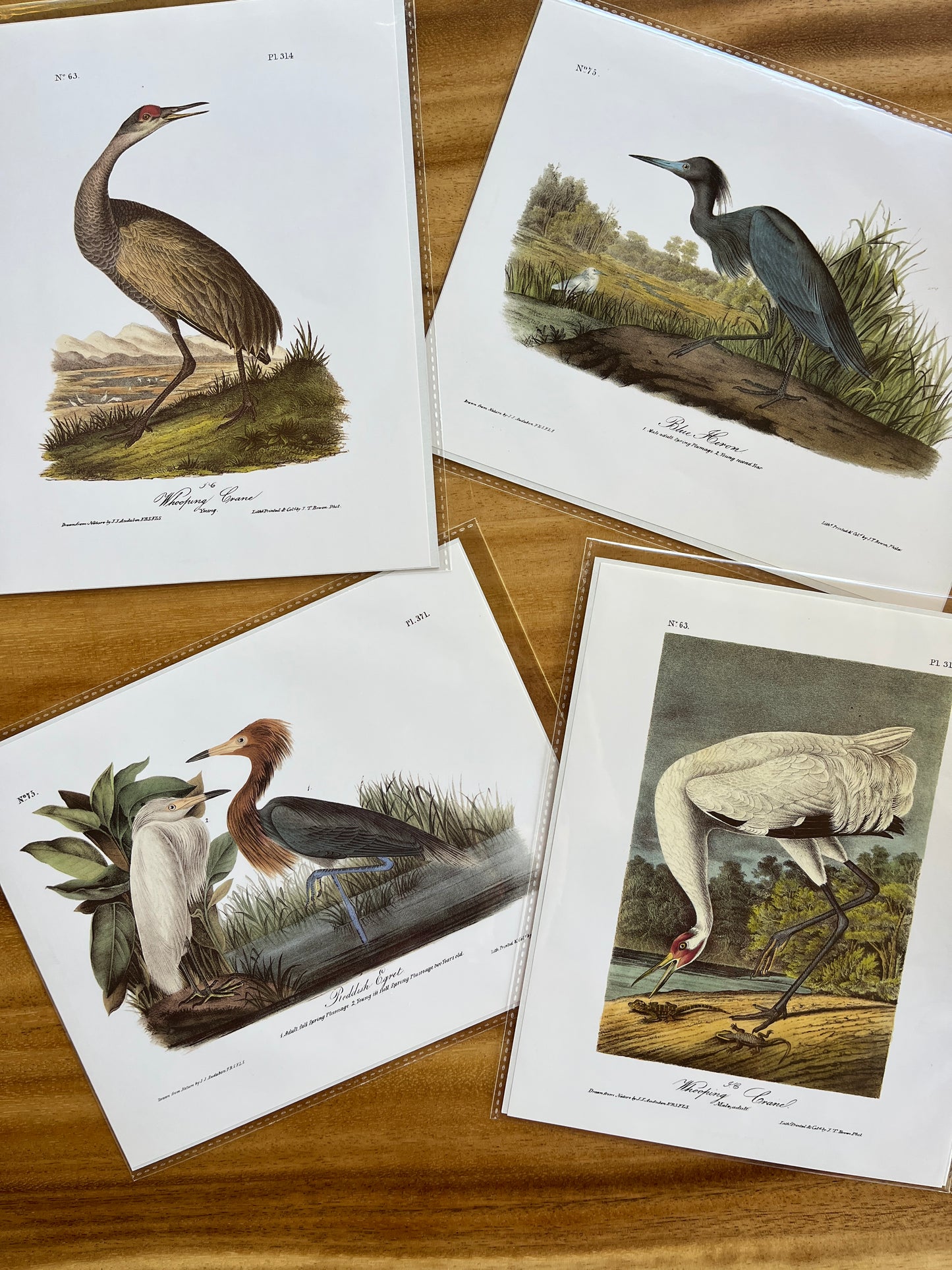 Vintage Audubon Bird Prints – Herons & Cranes Collection
