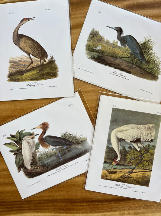 Vintage Audubon Bird Prints – Herons & Cranes Collection