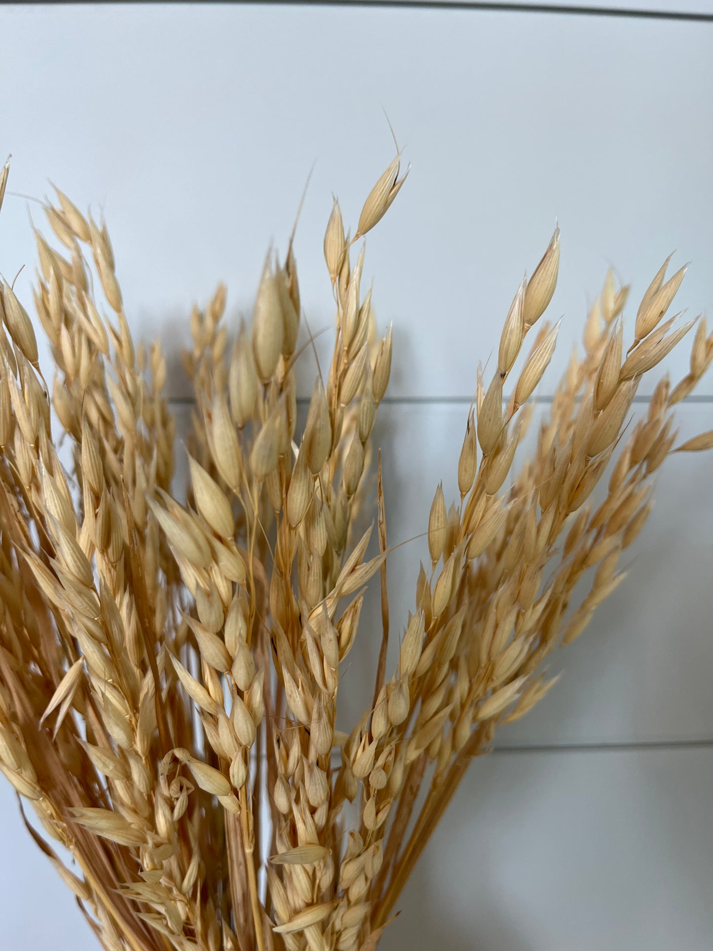 Avena Oat Flowers | Dried Flower Bundle