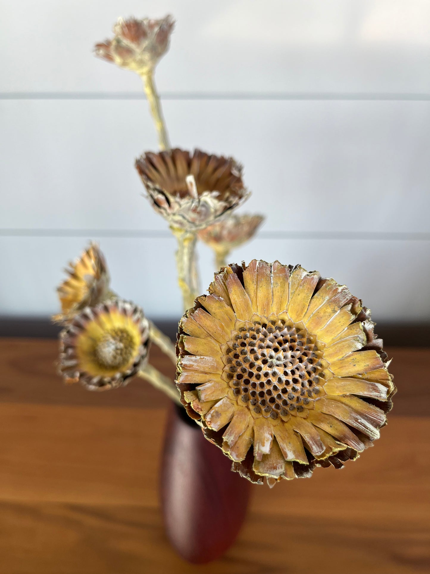 Protea Compacta | Dried Flower Bundle