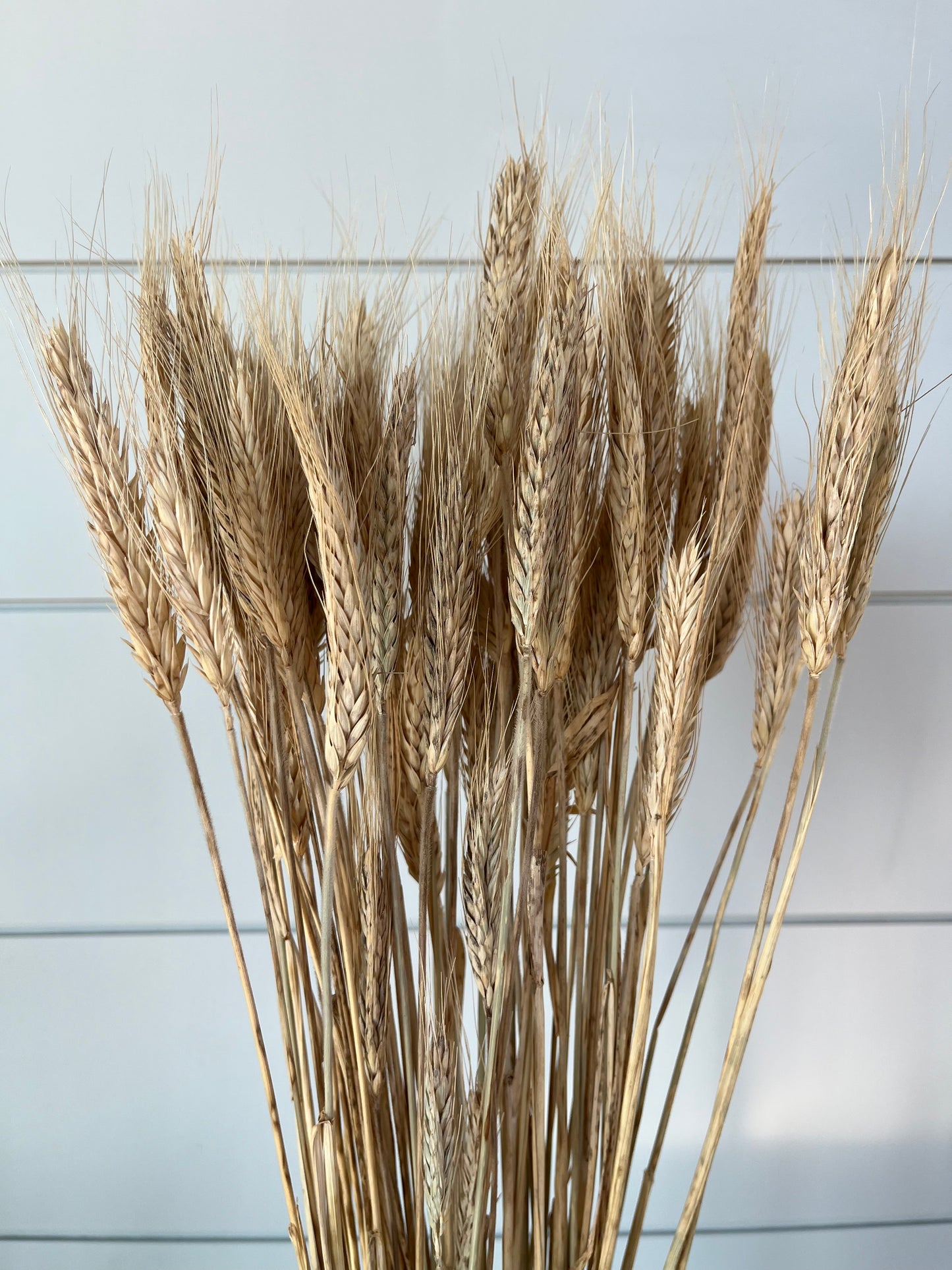 Wheat | Dried Flower Bundle