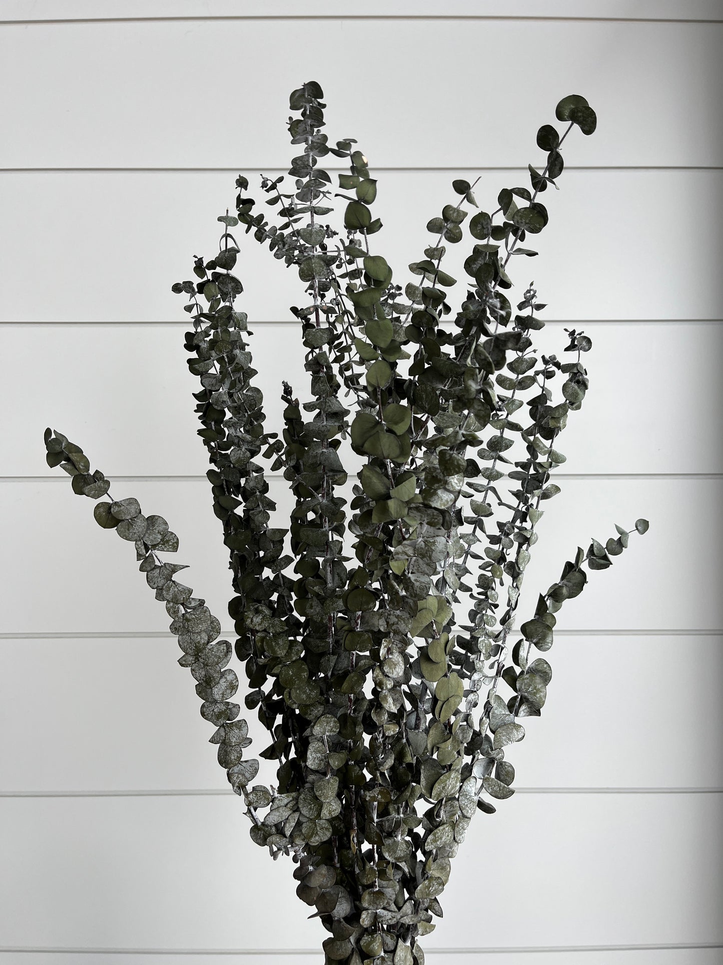Basil Eucalyptus | Dried Flower Bundle
