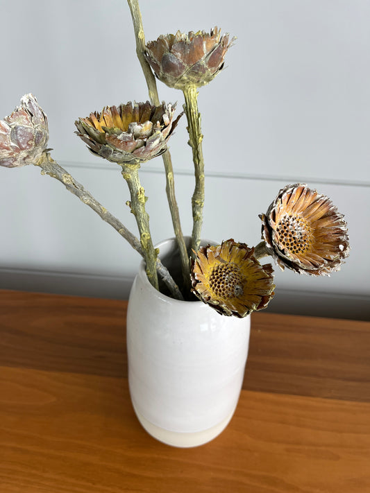 Protea Compacta | Dried Flower Bundle