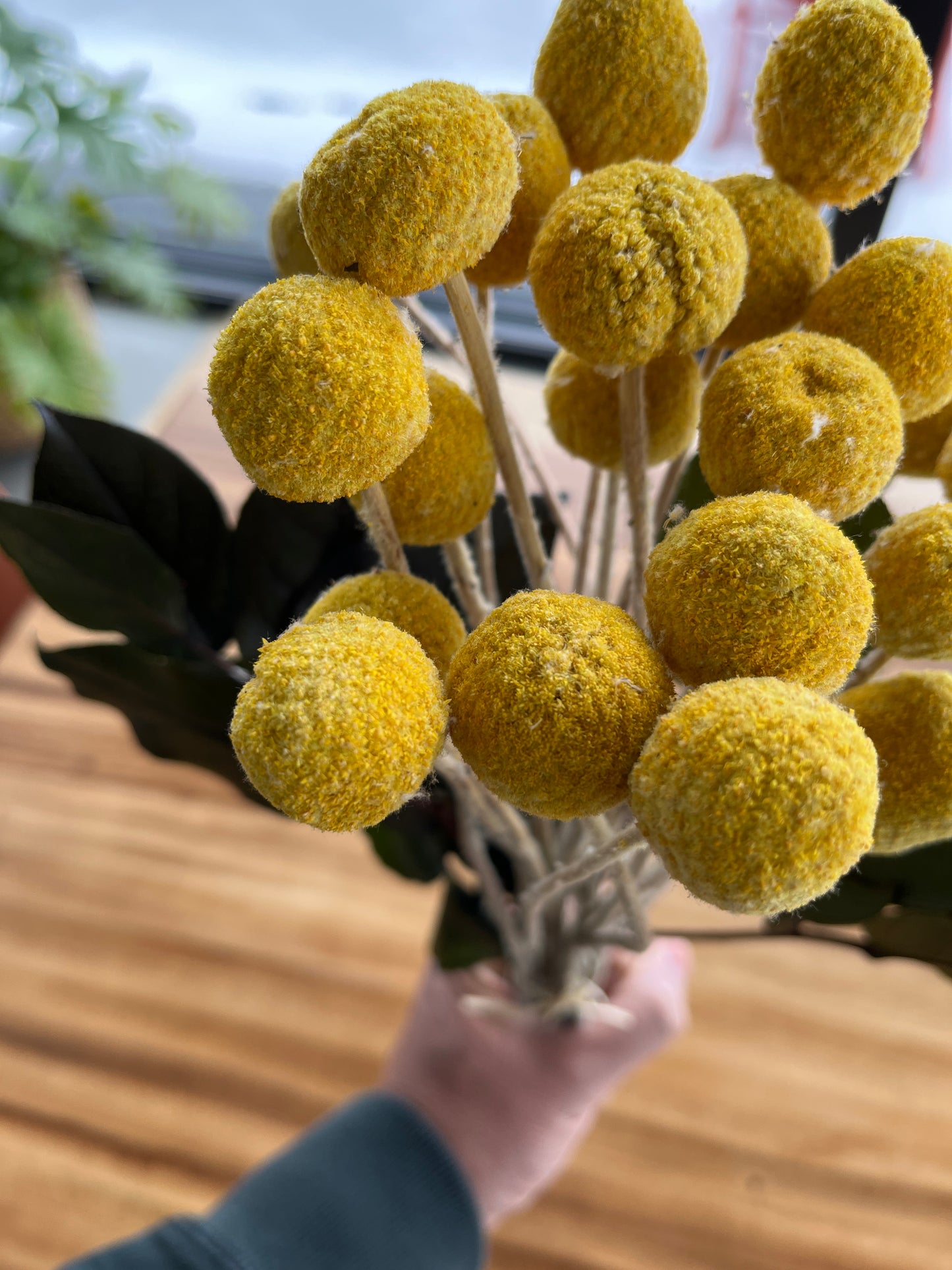 Yellow Craspedia with Salal Leaves | Dried Flower Bundle