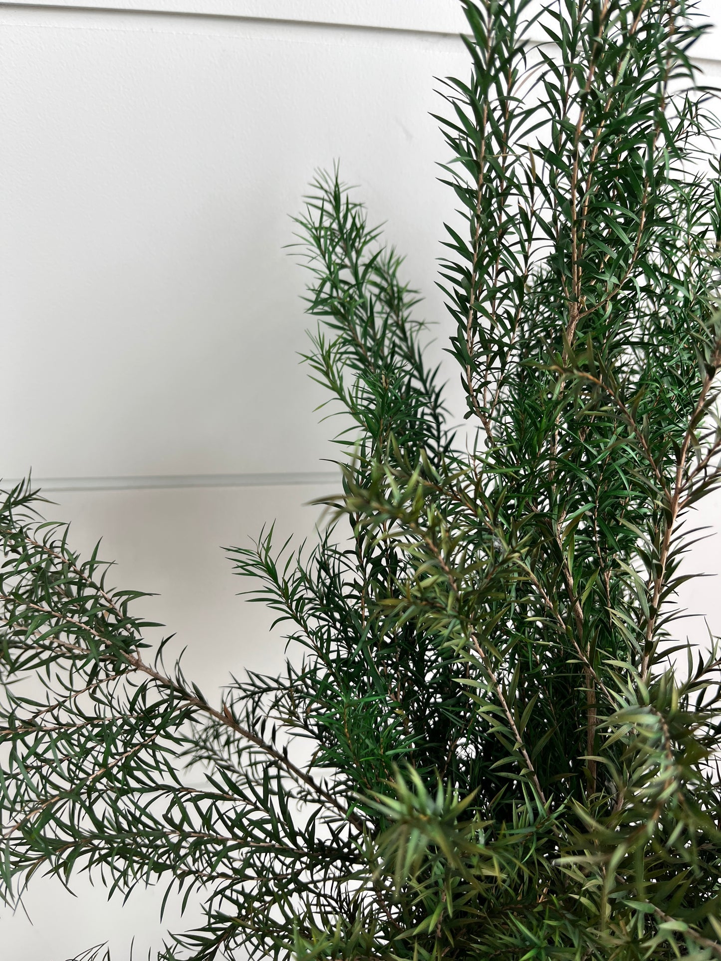 Melaleuca Bracteata | Dried Flower Bundle