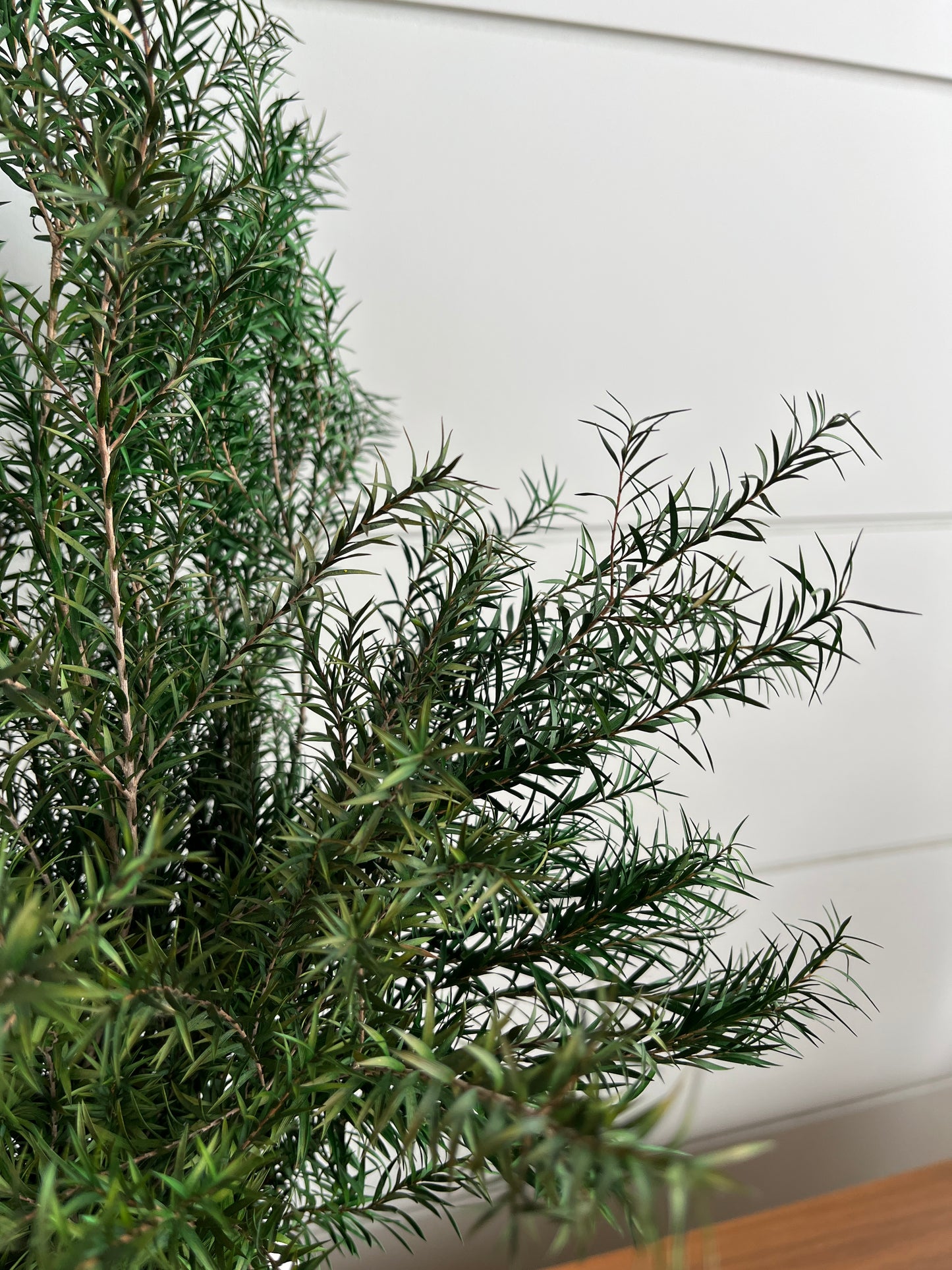 Melaleuca Bracteata | Dried Flower Bundle