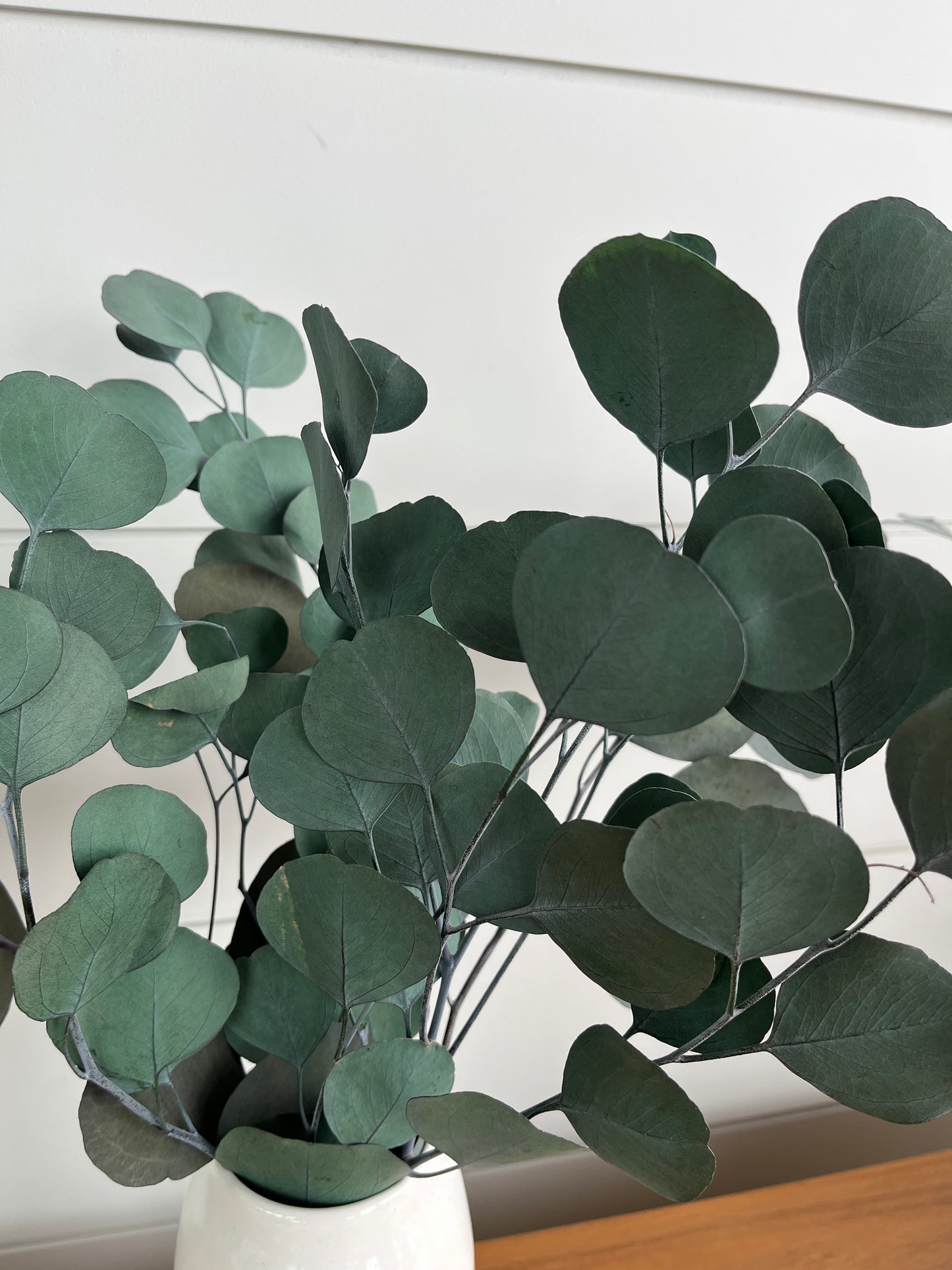 Silver Dollar Eucalyptus | Dried Flower Bundle