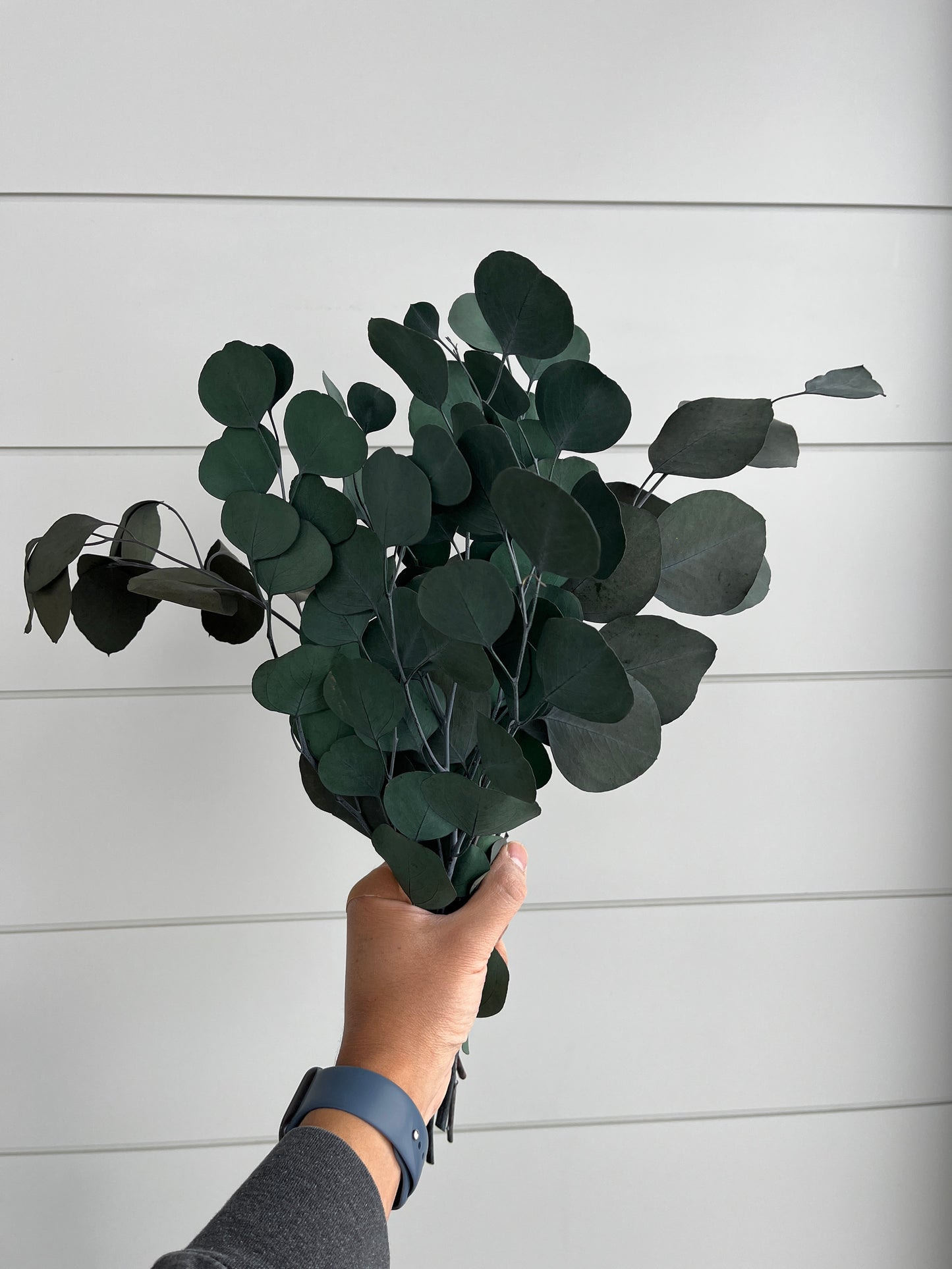 Silver Dollar Eucalyptus | Dried Flower Bundle