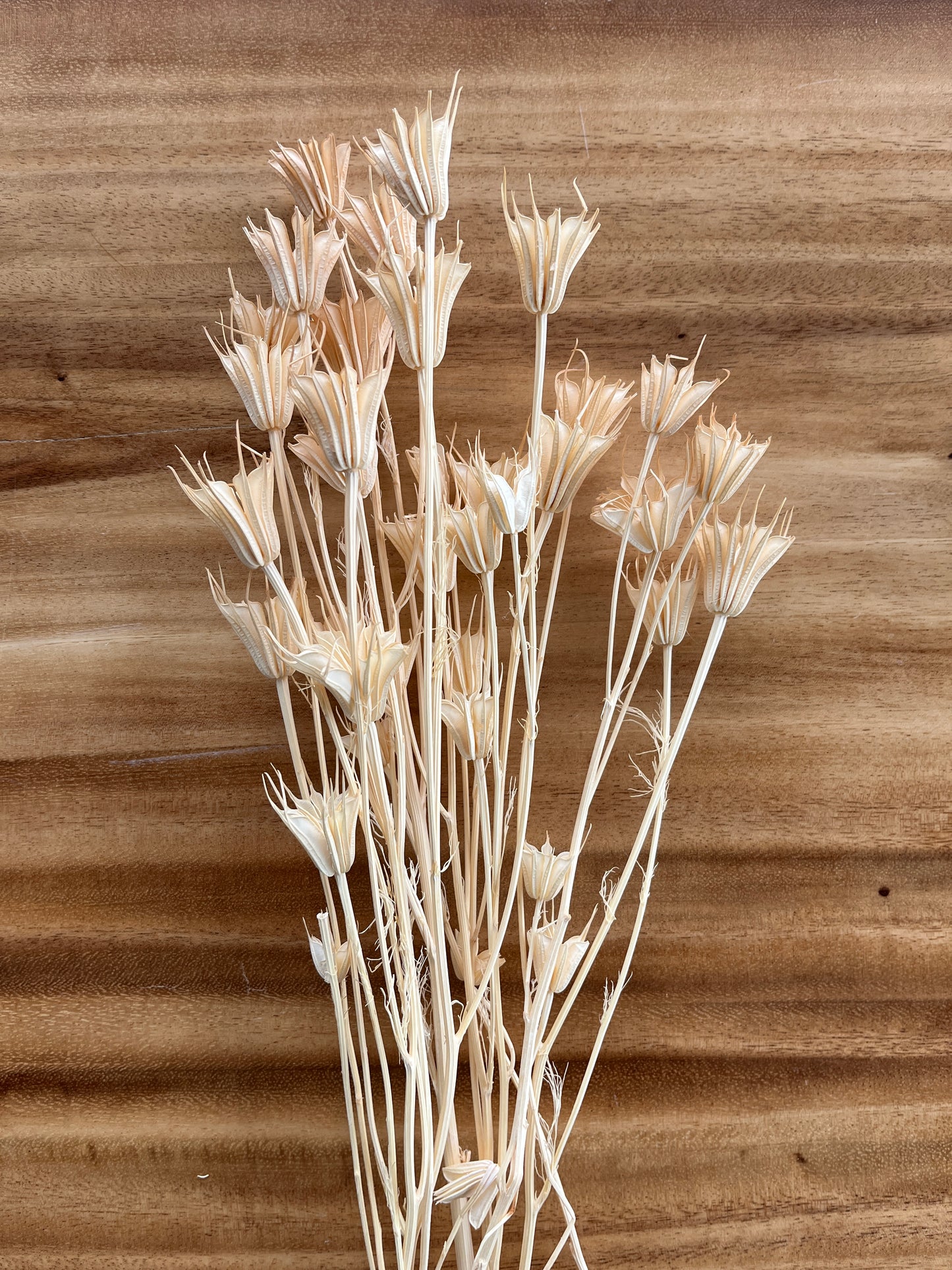 Cream Nigella Star Flowers | Dried Flower Bundle