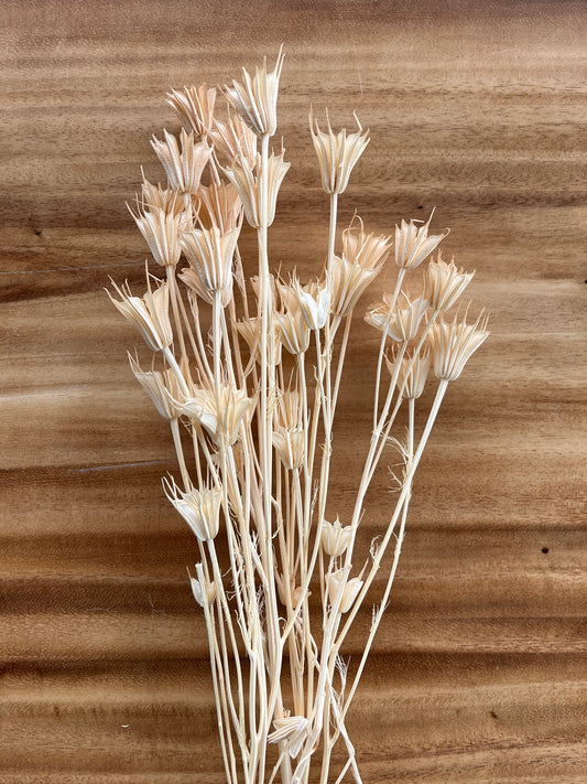 Cream Nigella Star Flowers | Dried Flower Bundle
