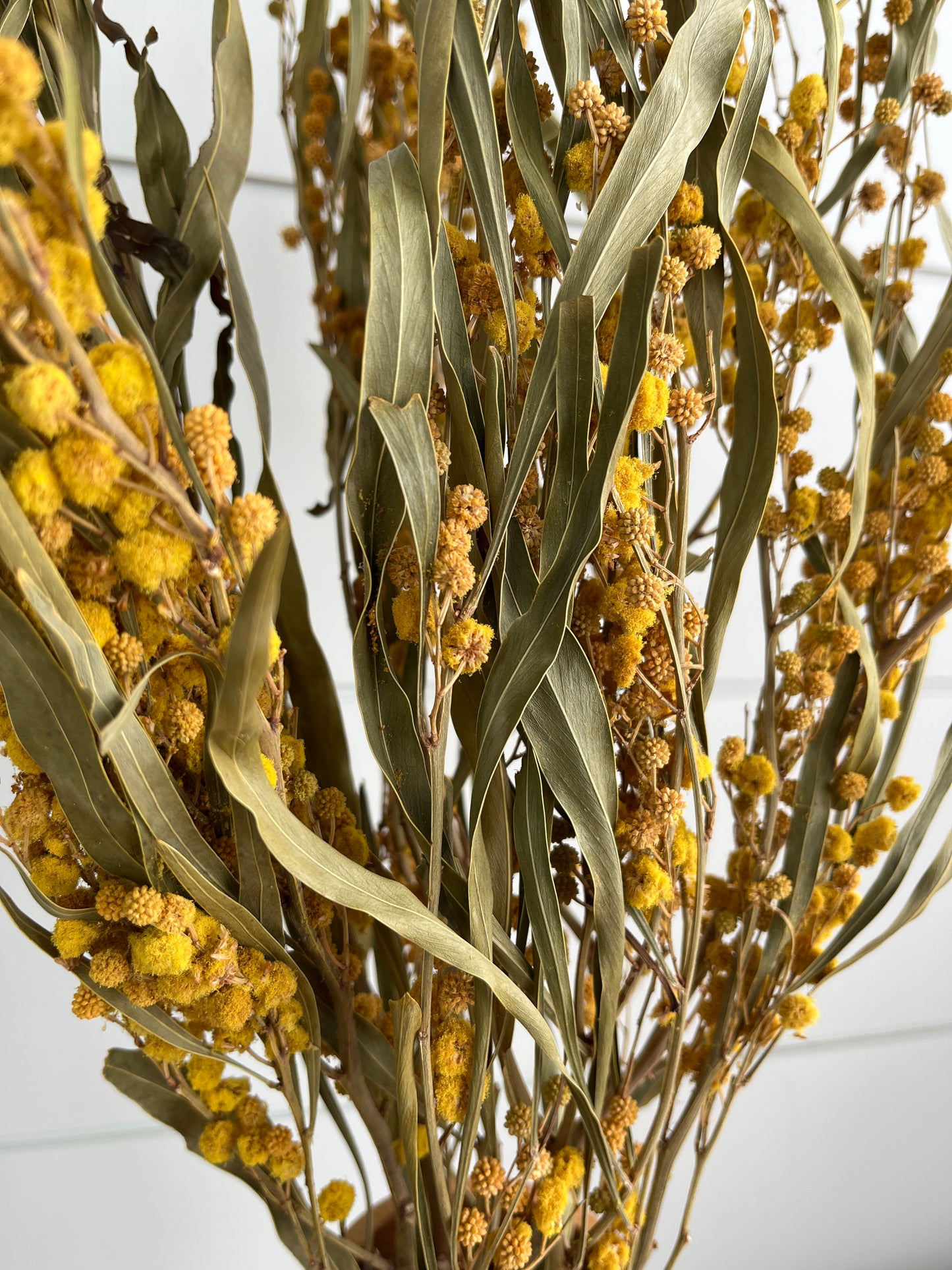 Yellow Mimosa | Dried Flower Bundle
