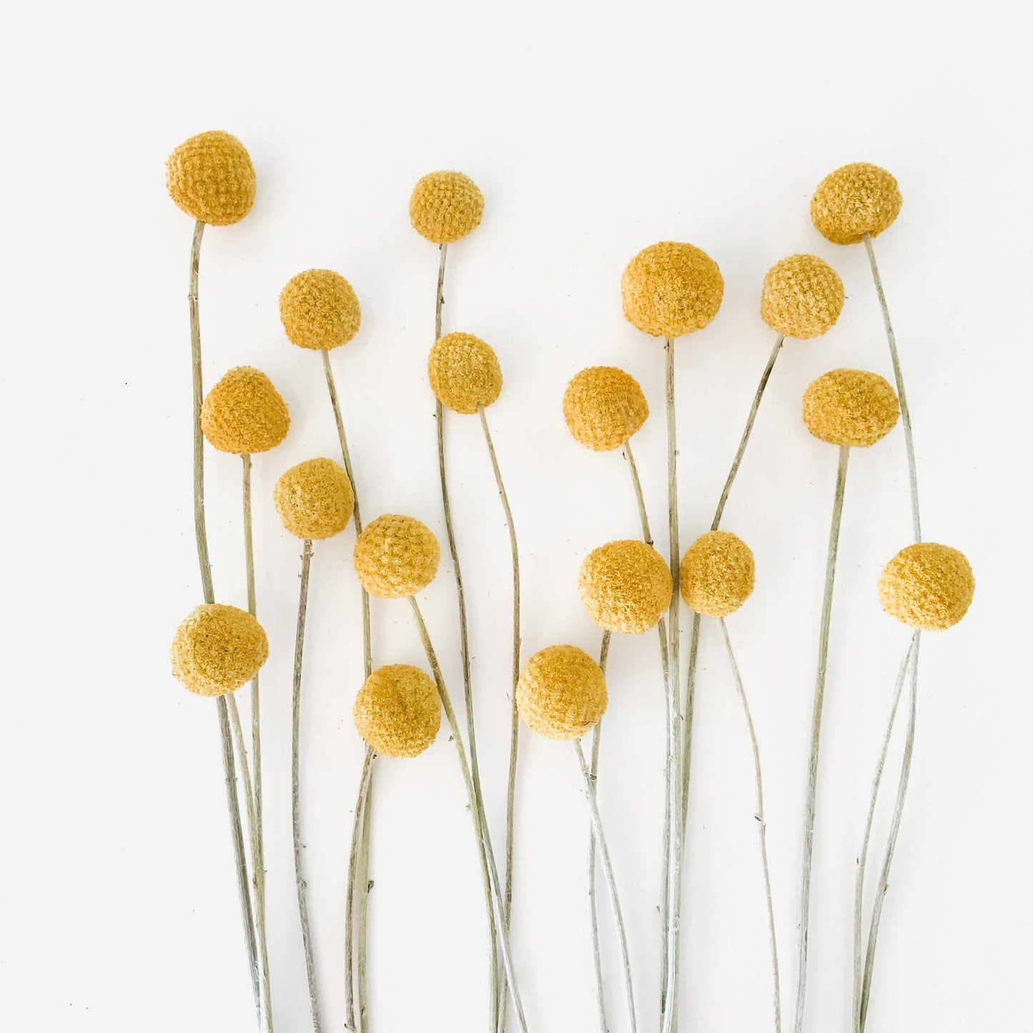 Yellow Craspedia with Salal Leaves | Dried Flower Bundle