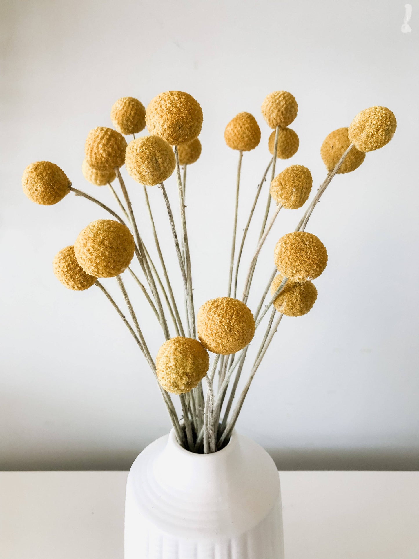 Yellow Craspedia with Salal Leaves | Dried Flower Bundle