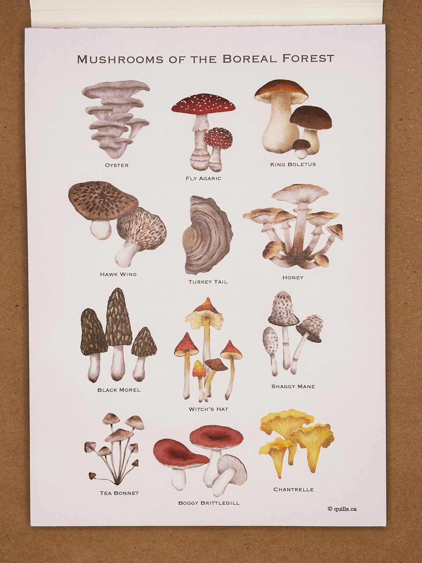 Watercolour Postcard Set | Boreal Mushrooms