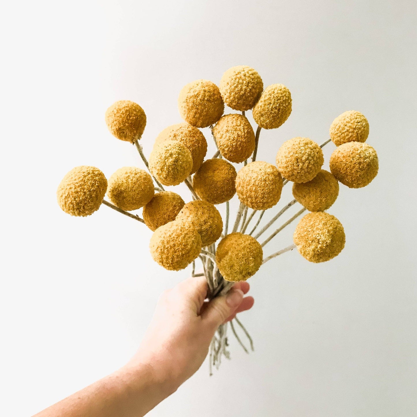 Yellow Craspedia | Dried Flower Bundle