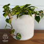 Large Planter | Hand-poured Concrete