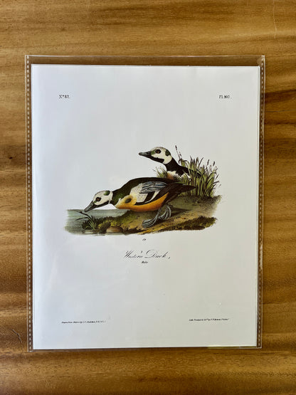 Vintage Audubon Bird Prints – Ducks & Waterfowl Collection