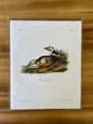 Vintage Audubon Bird Prints – Ducks & Waterfowl Collection
