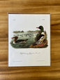 Vintage Audubon Bird Prints – Ducks & Waterfowl Collection