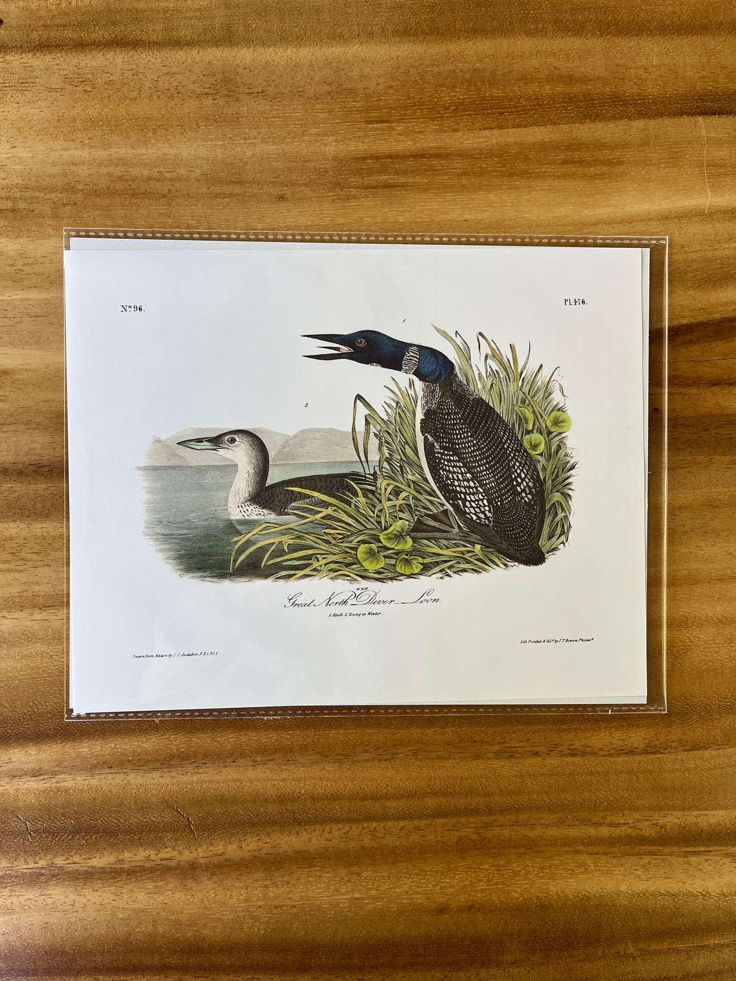 Vintage Audubon Bird Prints – Ducks & Waterfowl Collection