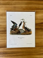 Vintage Audubon Bird Prints – Ducks & Waterfowl Collection